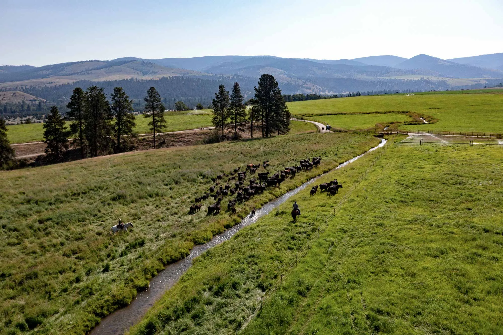 Aerial view of riders moving a cattle herd along a creek through green irrigated pasture, with forested hills behind