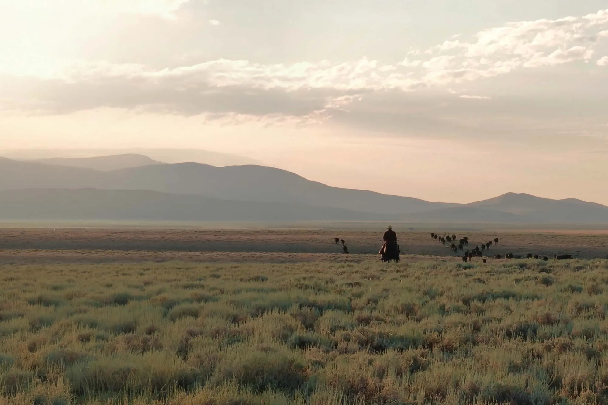 Cattle grazing a golden hillside below a pine forest on the Skyline Angus conservation easement