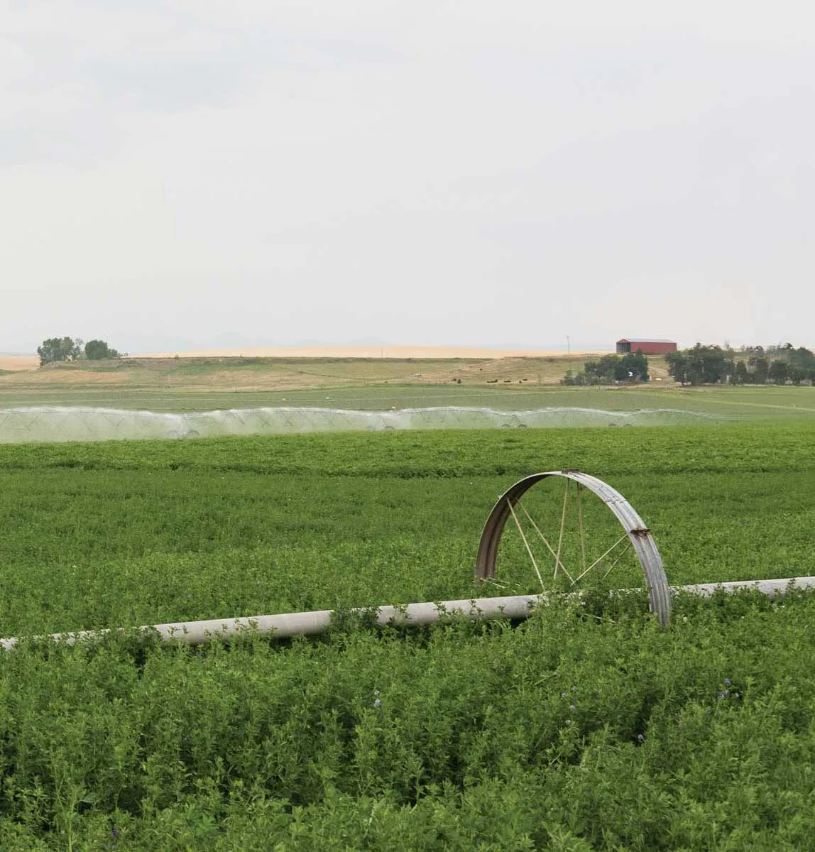Alfalfa field with a wheel-line irrigation pipe in the foreground, a center pivot sprinkler and a red barn on the horizon