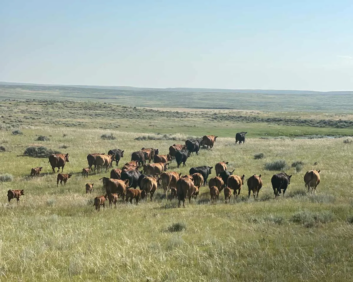 A herd of cows and calves walking across sagebrush grassland on the Barthelmess ranch